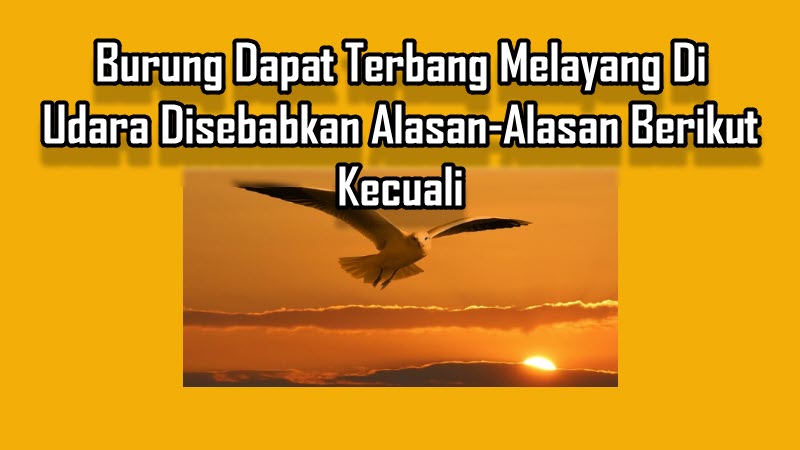 Burung Dapat Terbang Melayang Di Udara Disebabkan Alasan-Alasan Berikut Kecuali Burung Dapat Terbang Melayang Di Udara Disebabkan Alasan-Alasan Berikut Kecuali