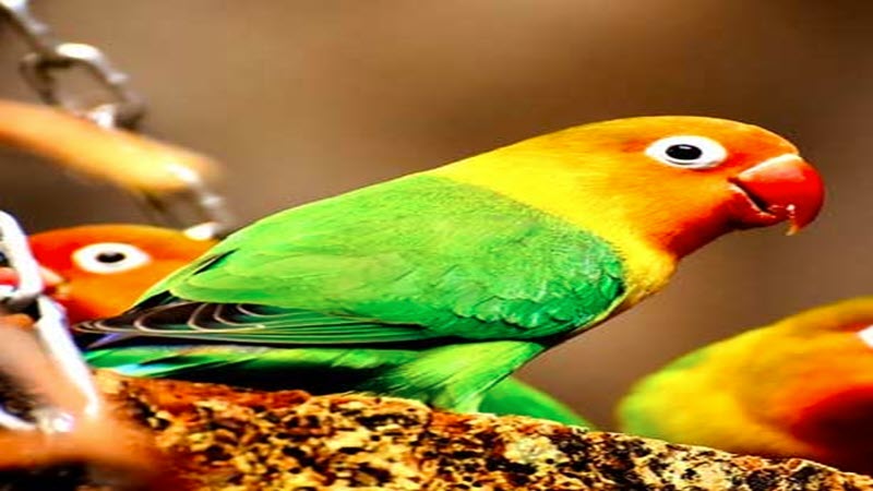 Cara Merawat Love Bird Ngekek Panjang Cara Merawat Love Bird Ngekek Panjang