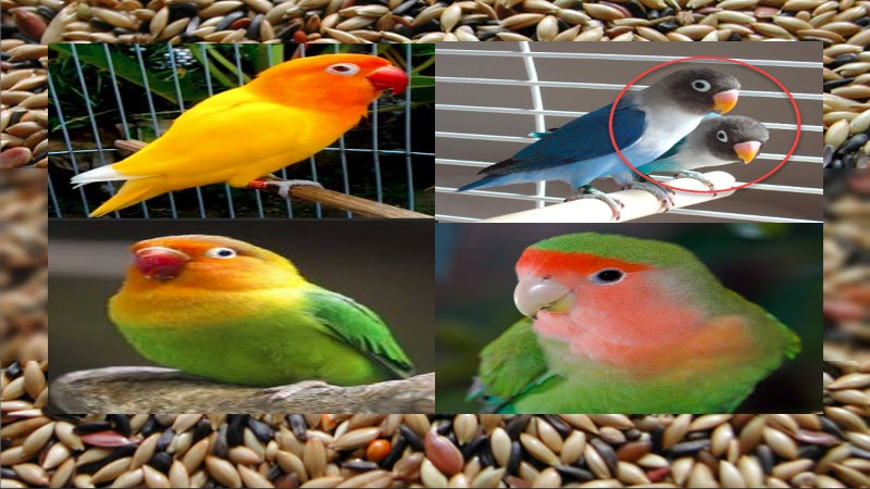 Jenis Burung Lovebird Besar Yang Populer dan Cantik Jenis Burung Lovebird Besar Yang Populer dan Cantik
