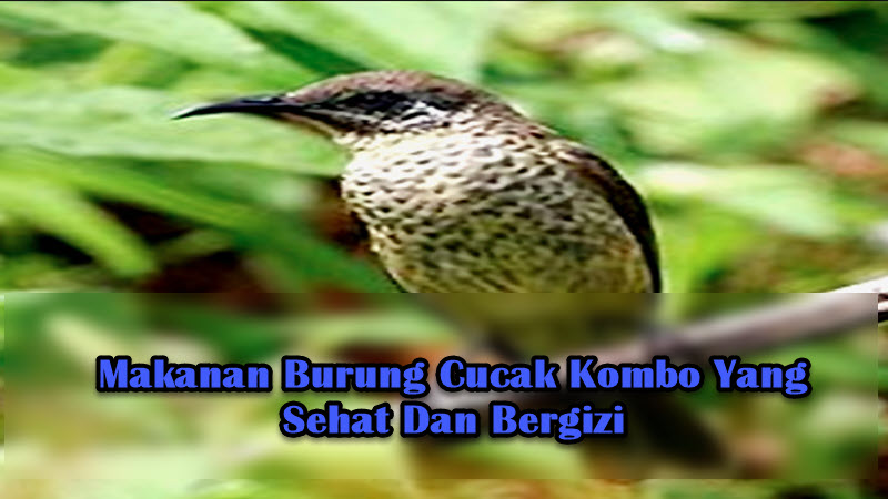 Makanan Burung Cucak Kombo Yang Sehat Dan Bergizi Makanan Burung Cucak Kombo Yang Sehat Dan Bergizi