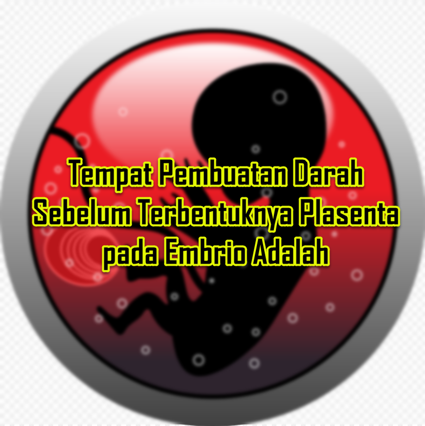 Tempat Pembuatan Darah Sebelum Terbentuknya Plasenta pada Embrio Adalah Tempat Pembuatan Darah Sebelum Terbentuknya Plasenta pada Embrio Adalah