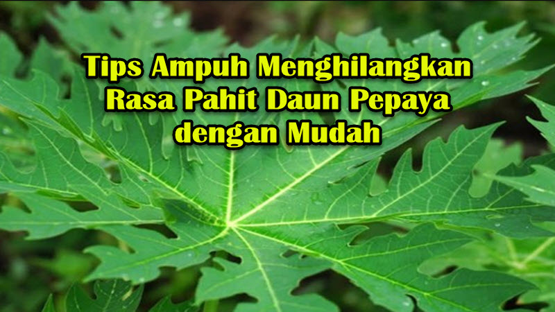 Tips Ampuh Menghilangkan Rasa Pahit Daun Pepaya dengan Mudah Tips Ampuh Menghilangkan Rasa Pahit Daun Pepaya dengan Mudah